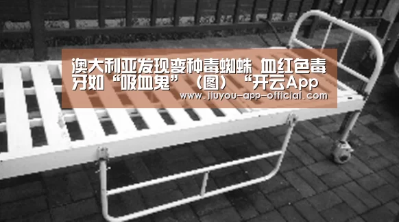 澳大利亚发现变种毒蜘蛛 血红色毒牙如“吸血鬼”(图)“开云App官方官方入口”(图2) 开云App官方